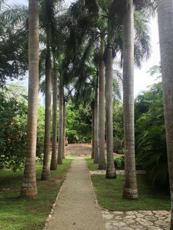 Avenue of palms at Hacienda San Jose